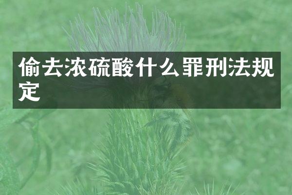 偷去浓什么罪刑法规定