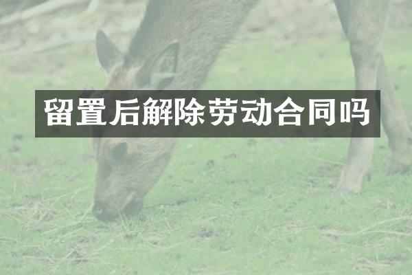 留置后解除劳动合同吗