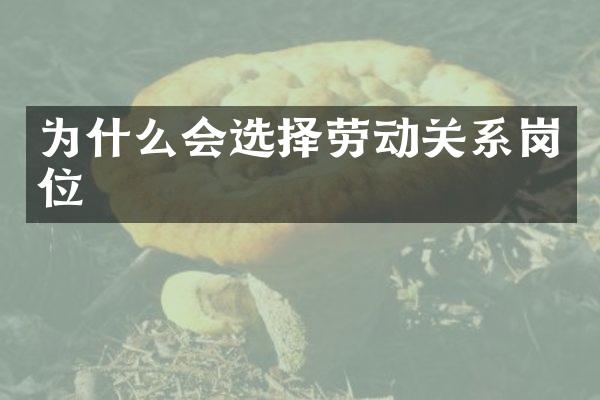为什么会选择劳动关系岗位