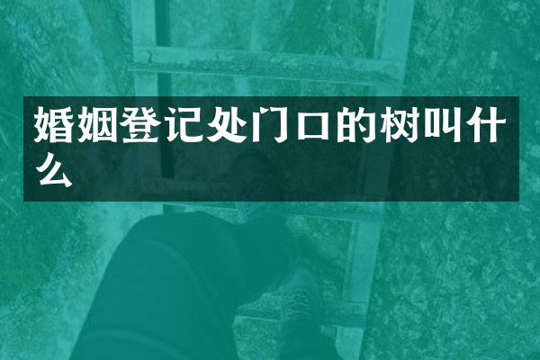 婚姻登记处门口的树叫什么