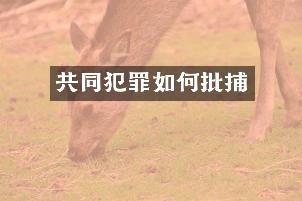 共同犯罪如何批捕