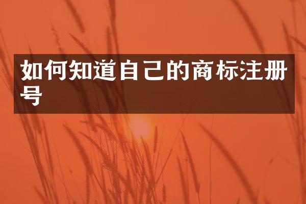如何知道自己的商标注册号